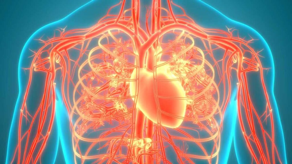 artistic rendering of vascular system in chest (where medical guidewires may be used)